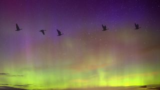 birds fly in front of sky filled with auroras shining green and purple.