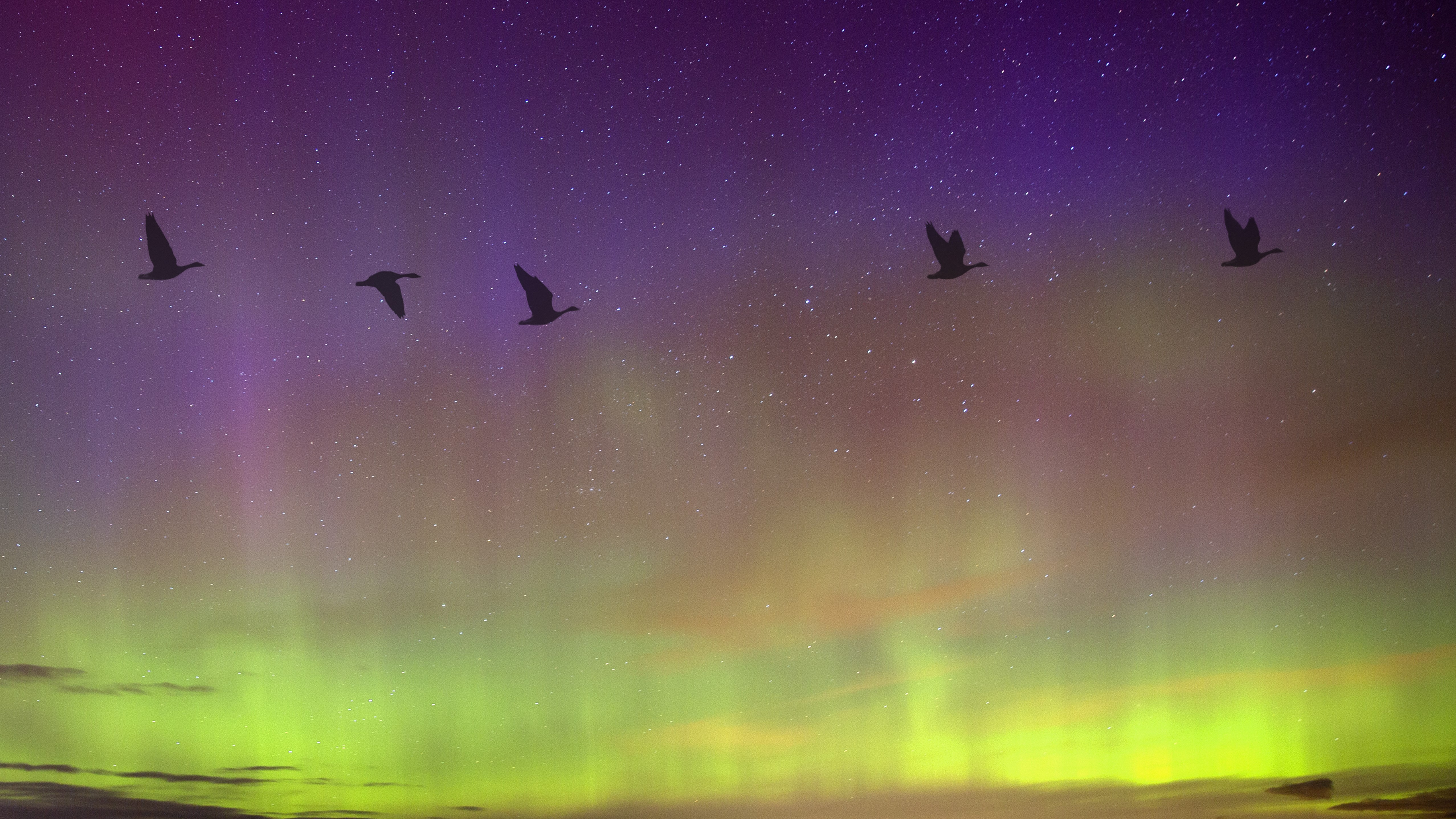 Severe space weather is messing up bird migrations, new study suggests Space