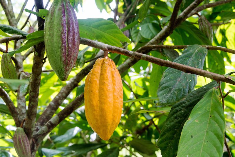 cocoa pods on a cacao tree