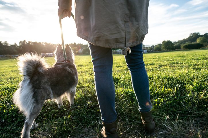 A dog on a walk.