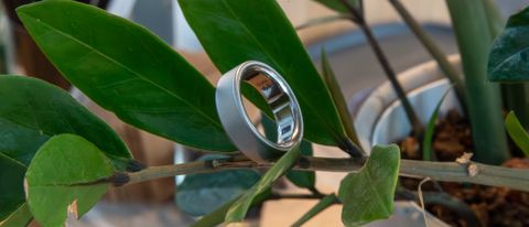 The Oura Ring 4 sitting on a branch