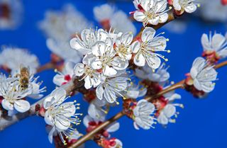 Apricot tree blossom flower