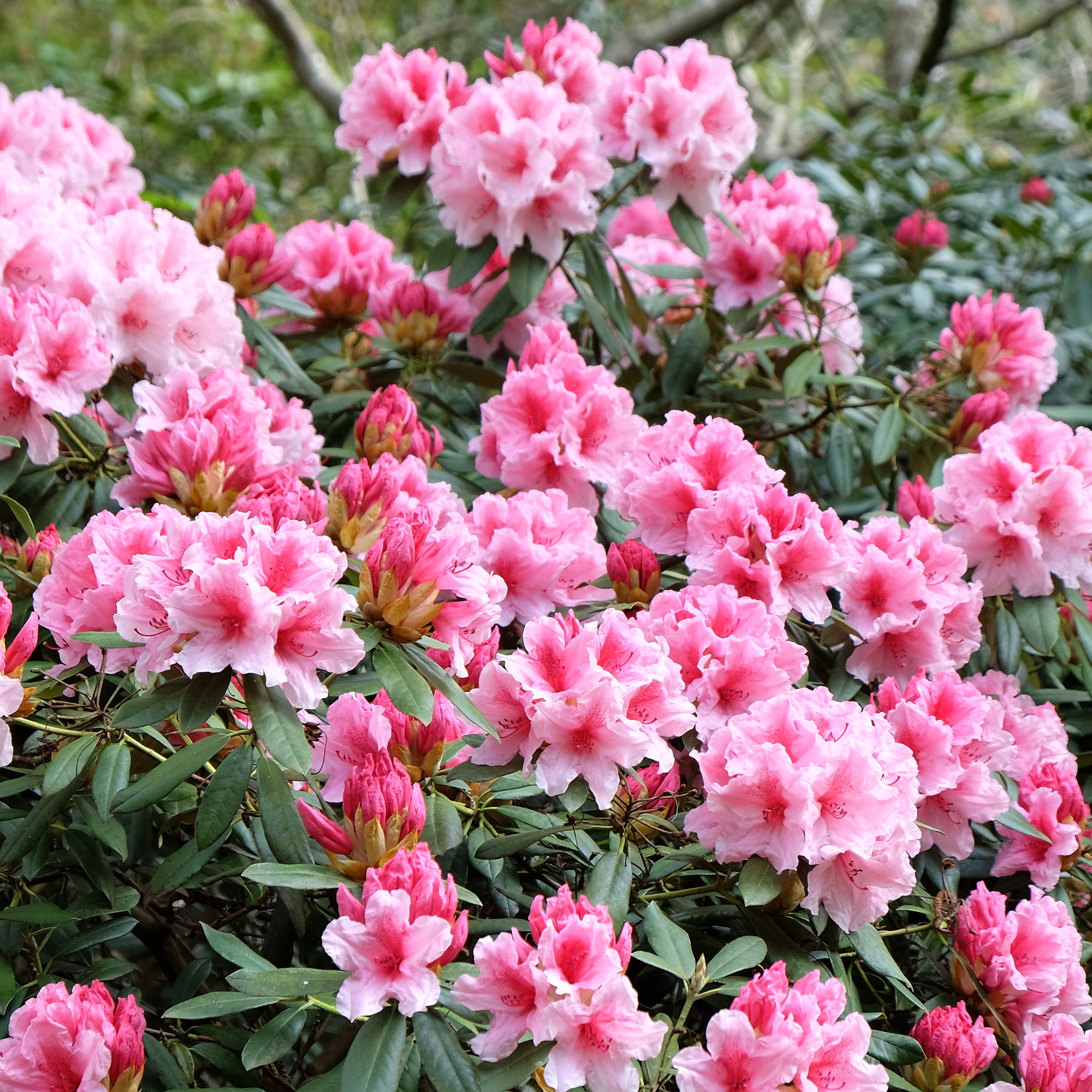 Pink flowering Rhododendrum