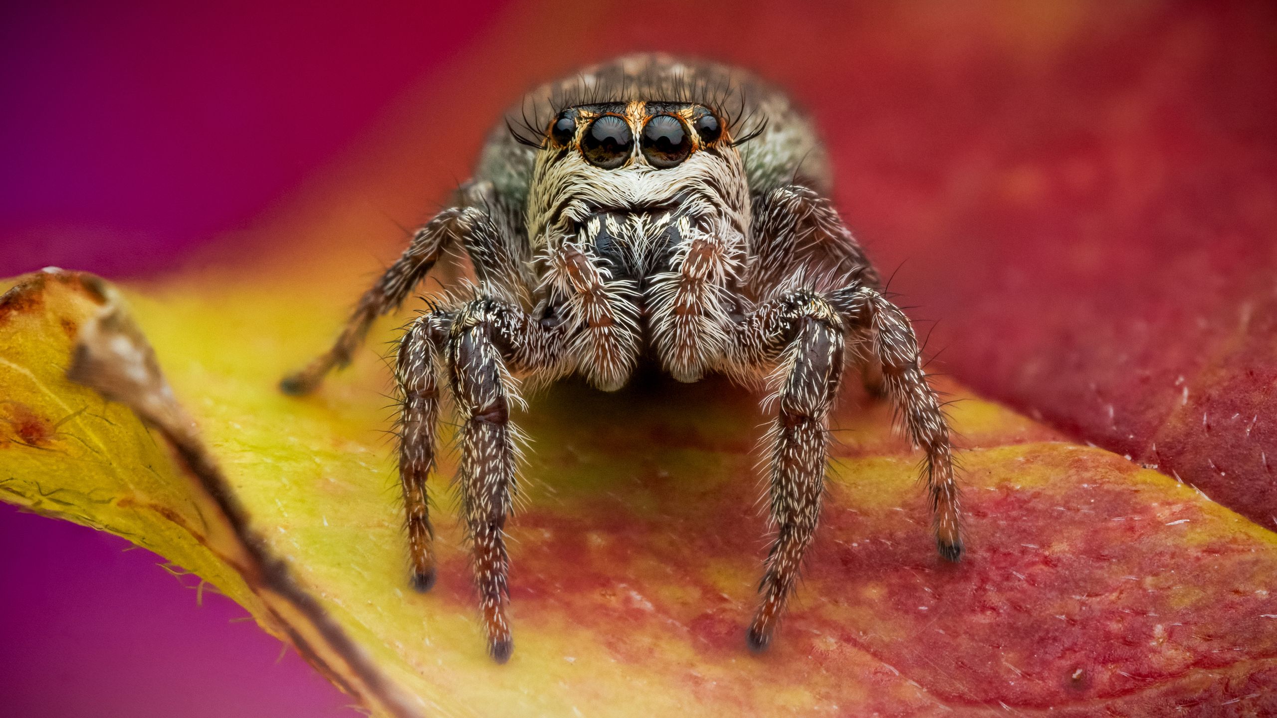 Explore the secret world of insects in this free online photo ...