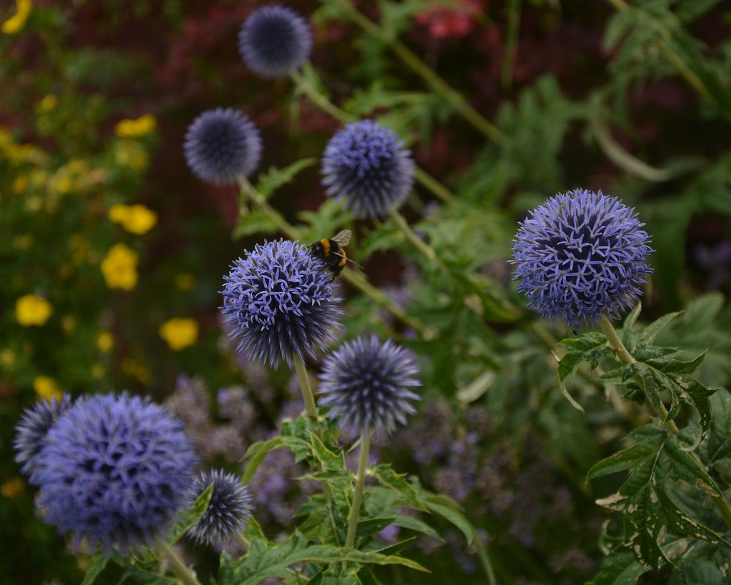 What to plant in October 14 plants to sow and grow Gardeningetc