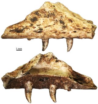 The upper jaw, or maxilla, of a monitor lizard that lived about 800,000 years ago near what is today Athens. Previously, monitor lizards were thought to have gone extinct in Europe 2.5 million years ago.