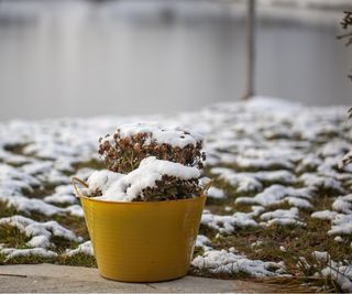 Snowy plant container