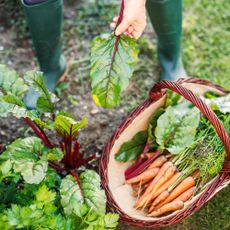 Harvesting Swiss chard and carrots in fall vegetable garden