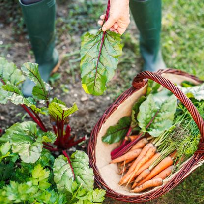 Harvesting Swiss chard and carrots in fall vegetable garden