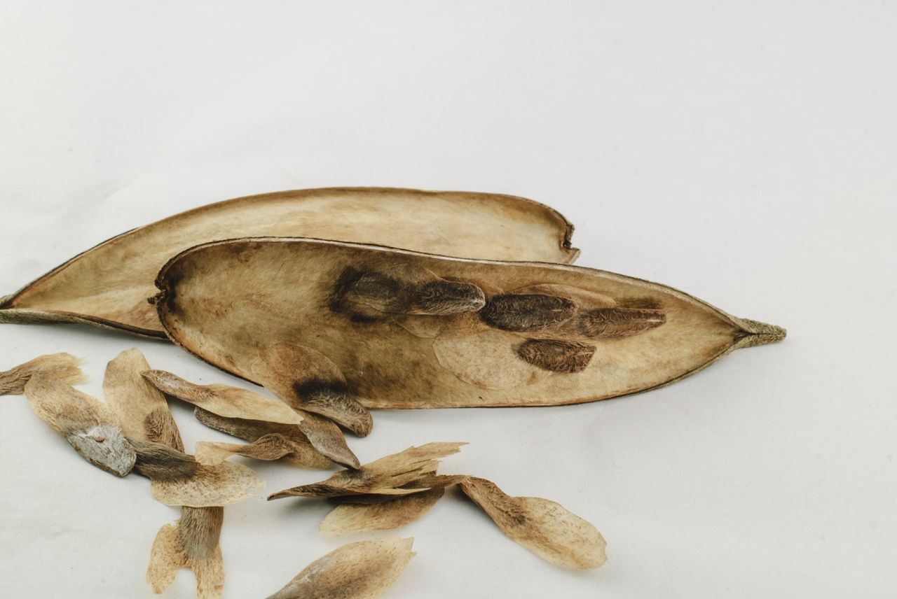 Plumeria Seed Pod And Seeds