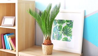 Some popular houseplants can be toxic to humans and animals