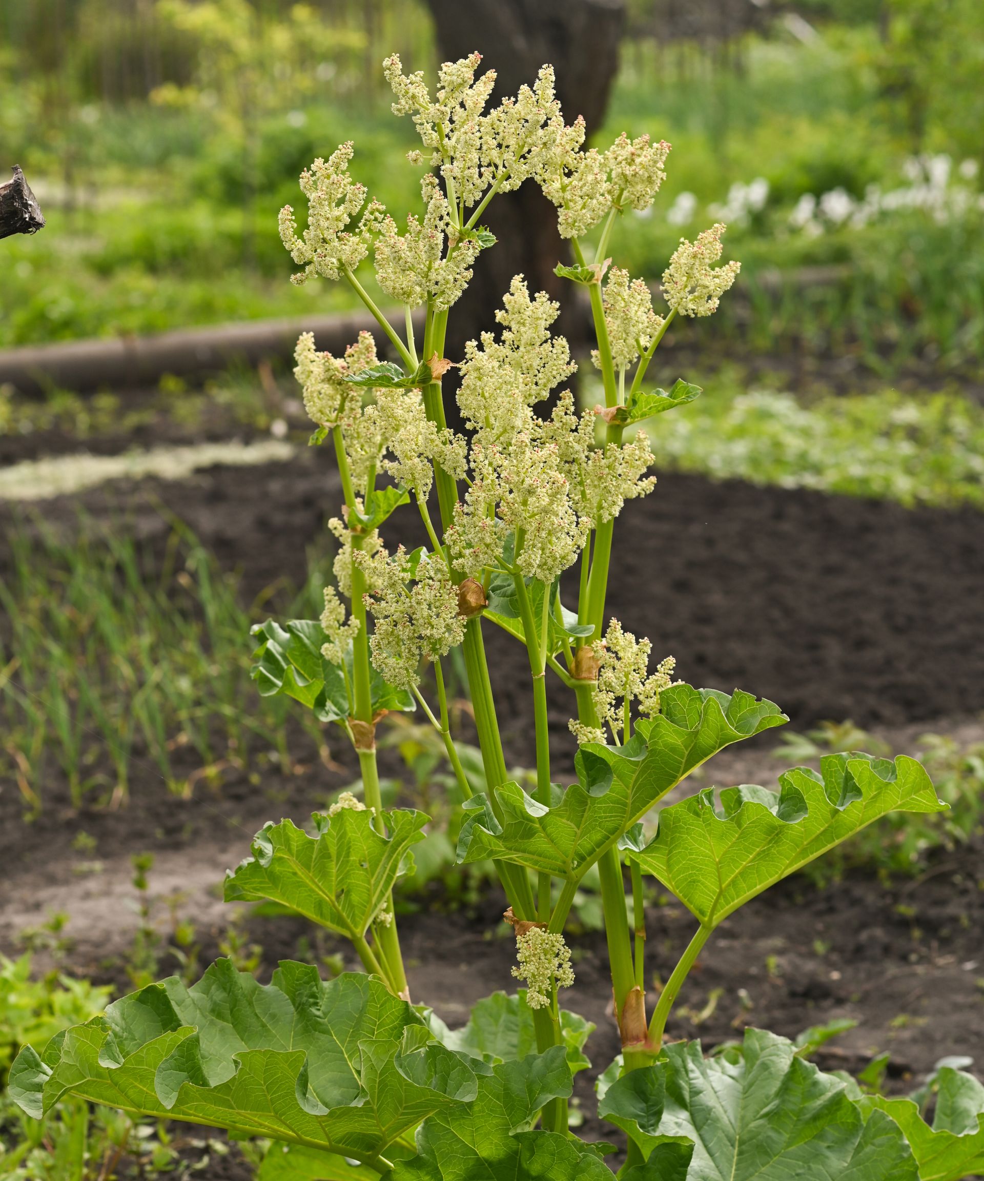 Tall flowers on rhubarb in vegetable garden