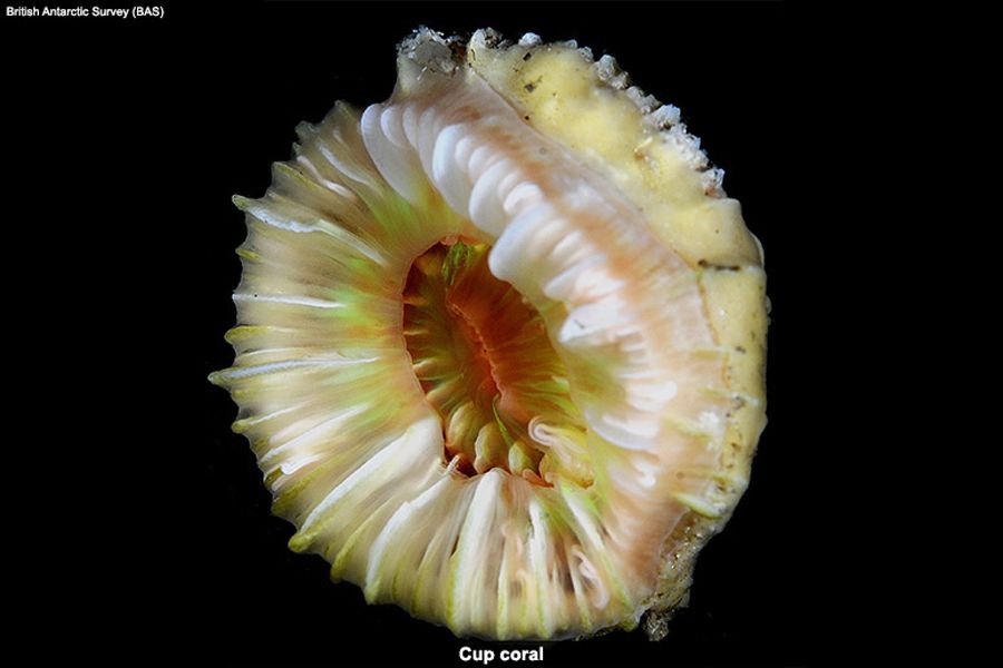 cup corals found in large numbers in the waters near Tristan da Cunha