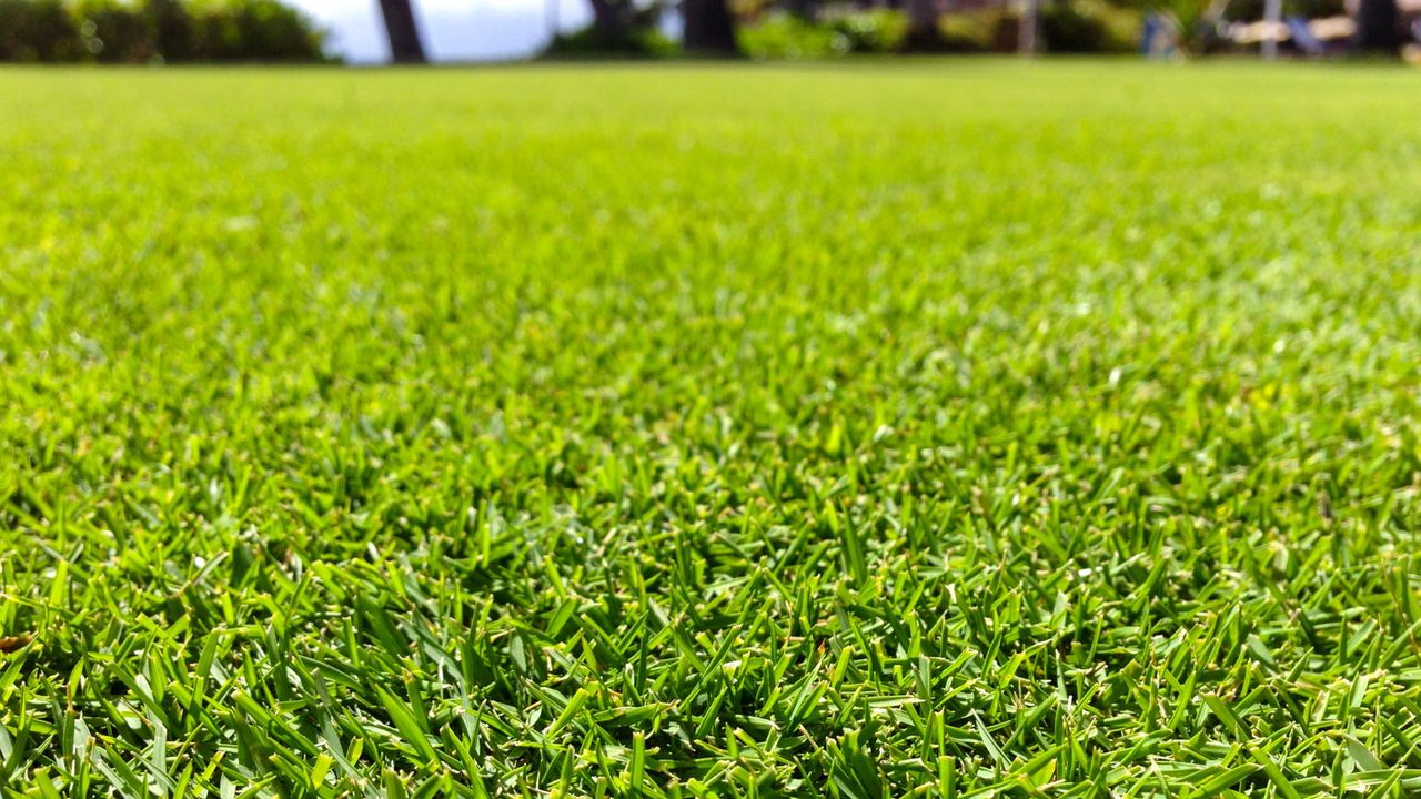 A thick and green tropical lawn