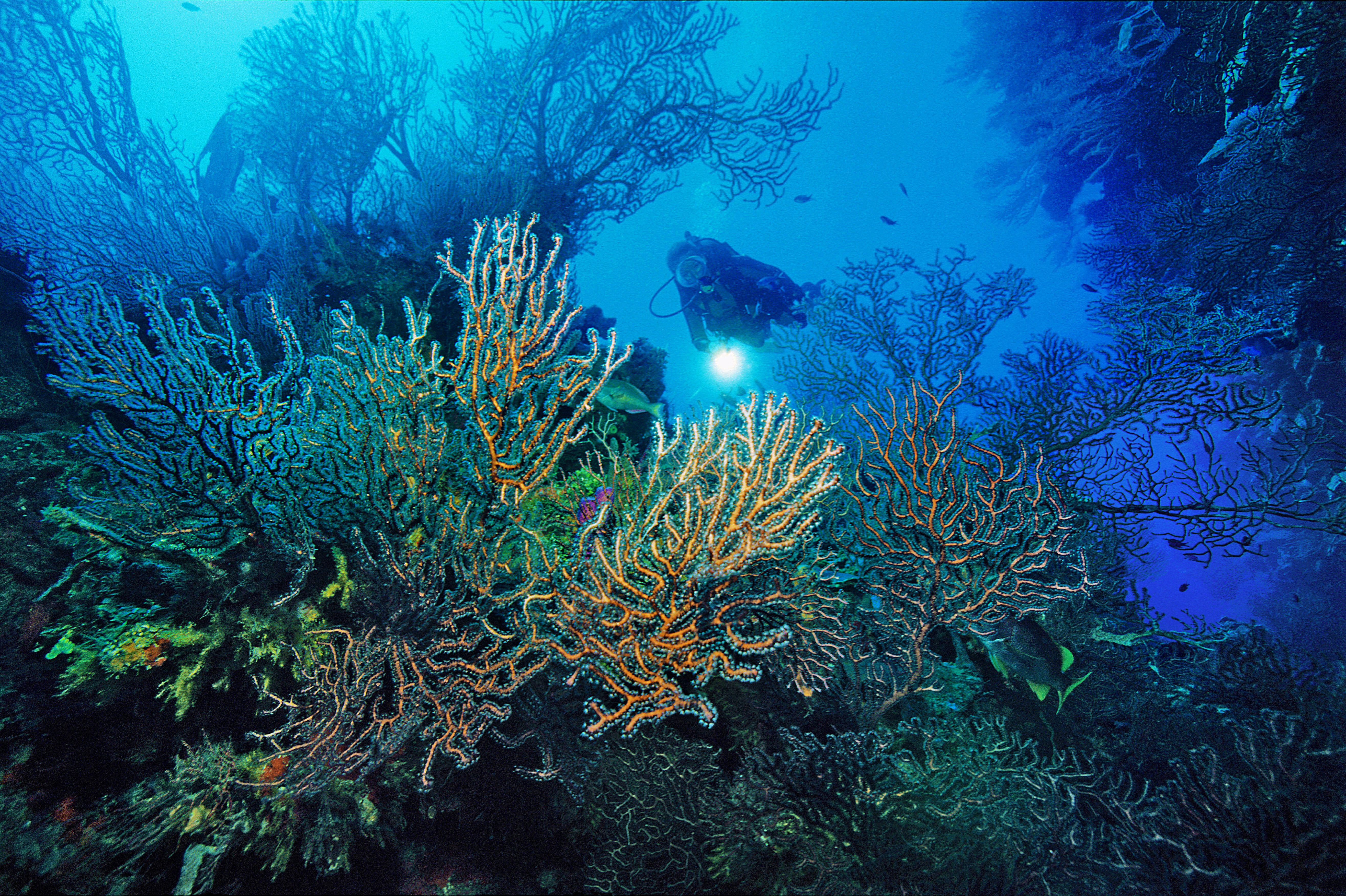 Diver exploring a deep coral reef