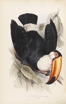 Toco Toucan (Ramphastus toco) from John Gould FRS, A Monograph of the Ramphastid&aelig;, or Family of Toucans (London, 1834)
