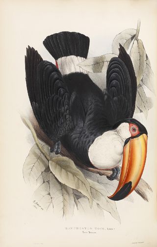 Toco Toucan (Ramphastus toco) from John Gould FRS, A Monograph of the Ramphastidæ, or Family of Toucans (London, 1834)
