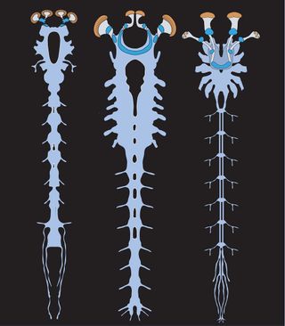 Illustration of Fossil Nervous System