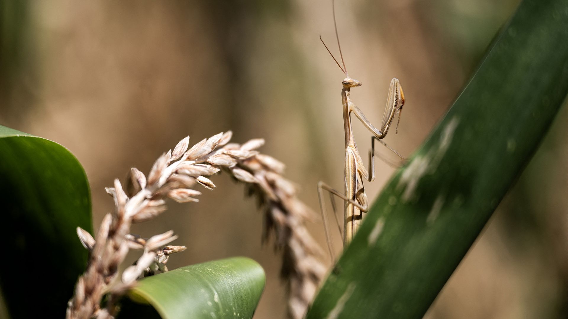 
                                A praying mantis is pictured in a drought-stricken cornfield near Cuneo, Italy
                            
