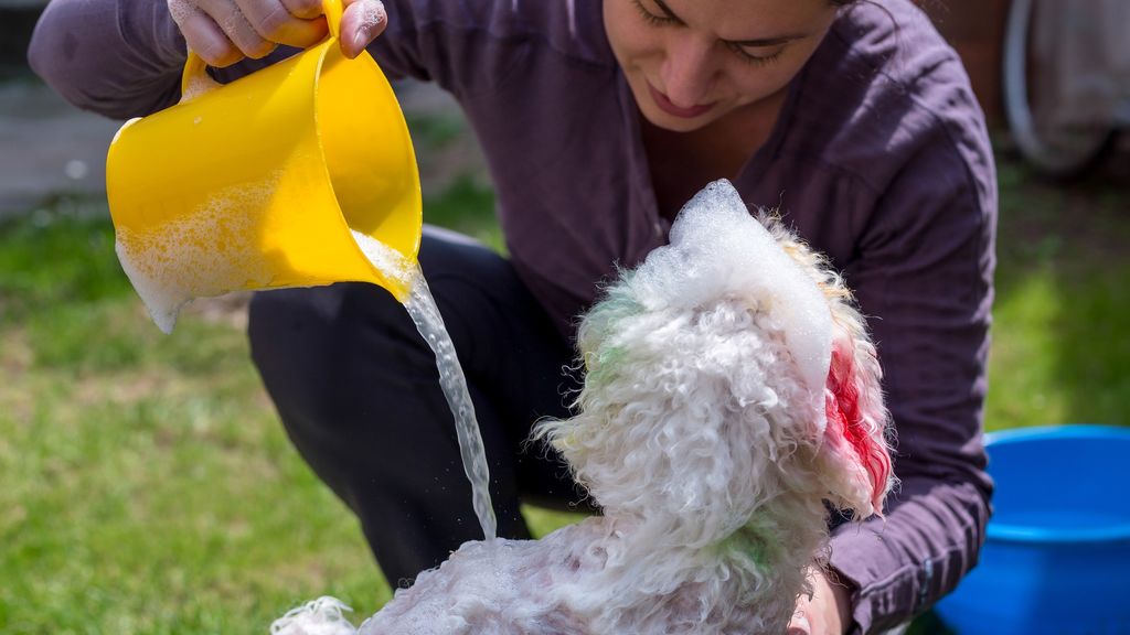 Why do dogs hate baths? 6 top tips for cleaning your canine without