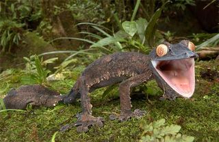 The giant leaf-tailed gecko (<em>Uroplatus fimbriatus</em>) is endemic to the rain forests of Madagascar. It can reach a length of 12 inches.