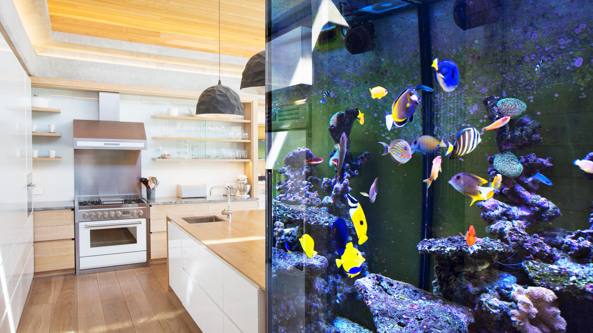 aquarium in kitchen at home