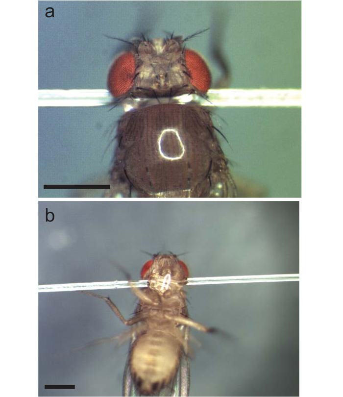 fruit fly brain, laser surgery, brain surgery