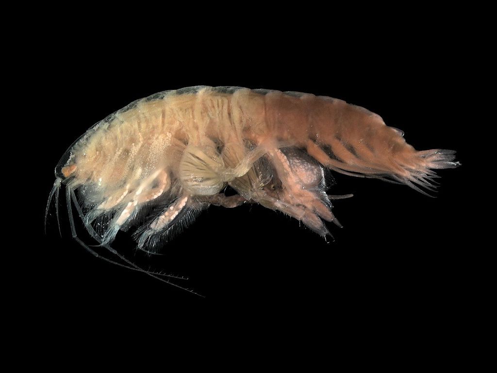 Amphipod on black background