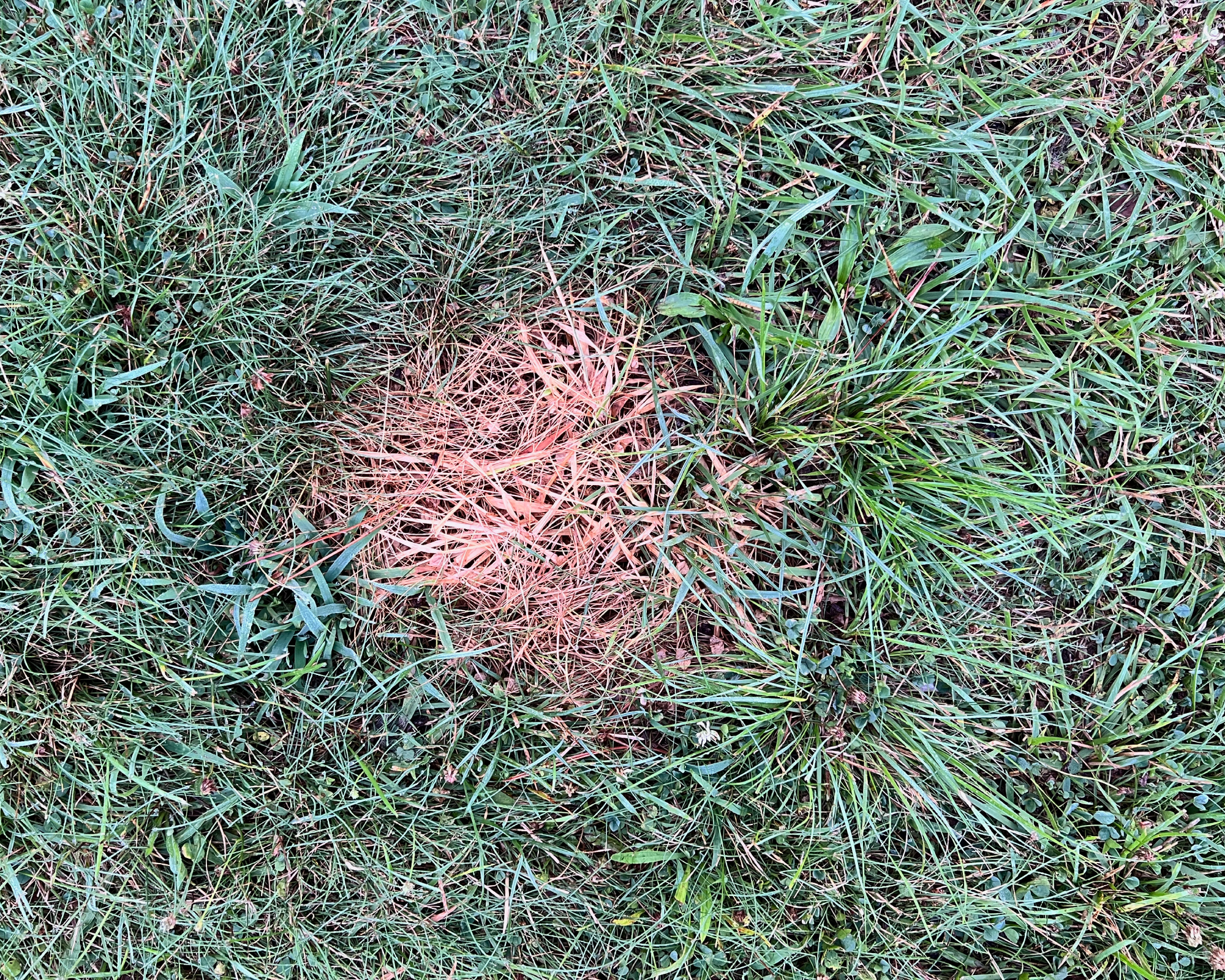 red thread in lawn