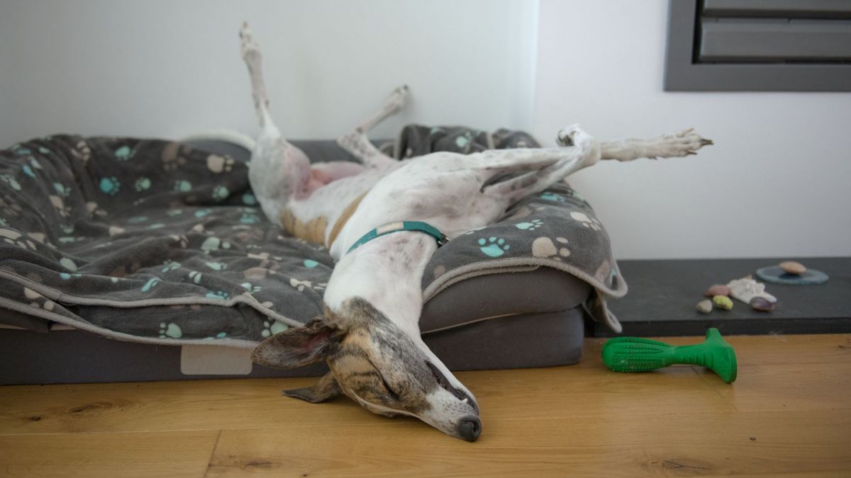 calm greyhound sleeping on dog bed