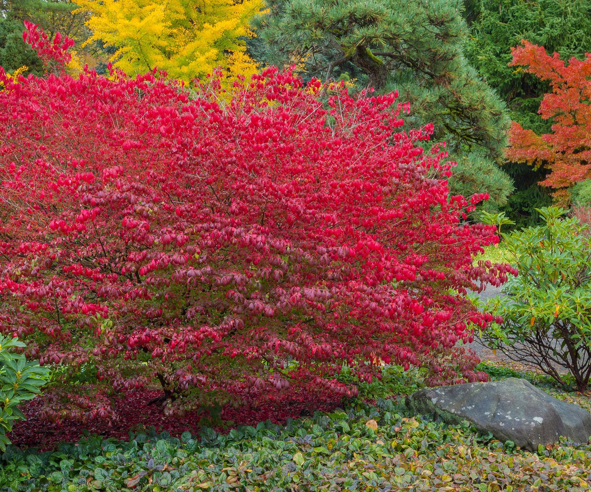 When to prune burning bush know the right time to trim