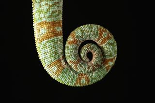 the tail of a chameleon in Madagascar