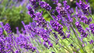 purple-flowering lavender in bloom in summer