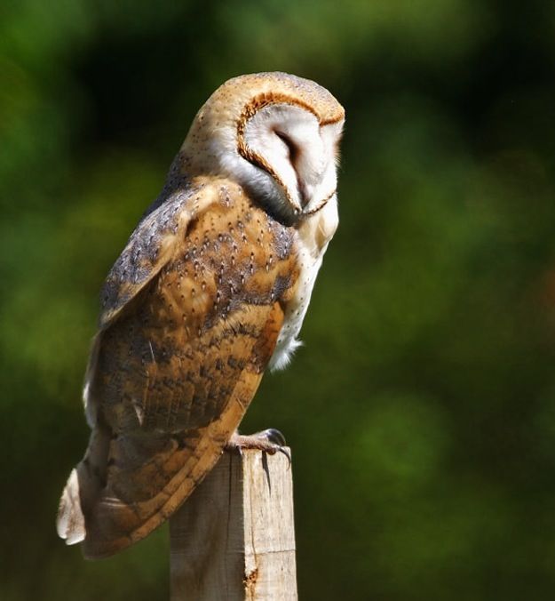 Barn owls sleep during the day. As owlets, their REM activity is similar to that of baby mammals, including humans. 