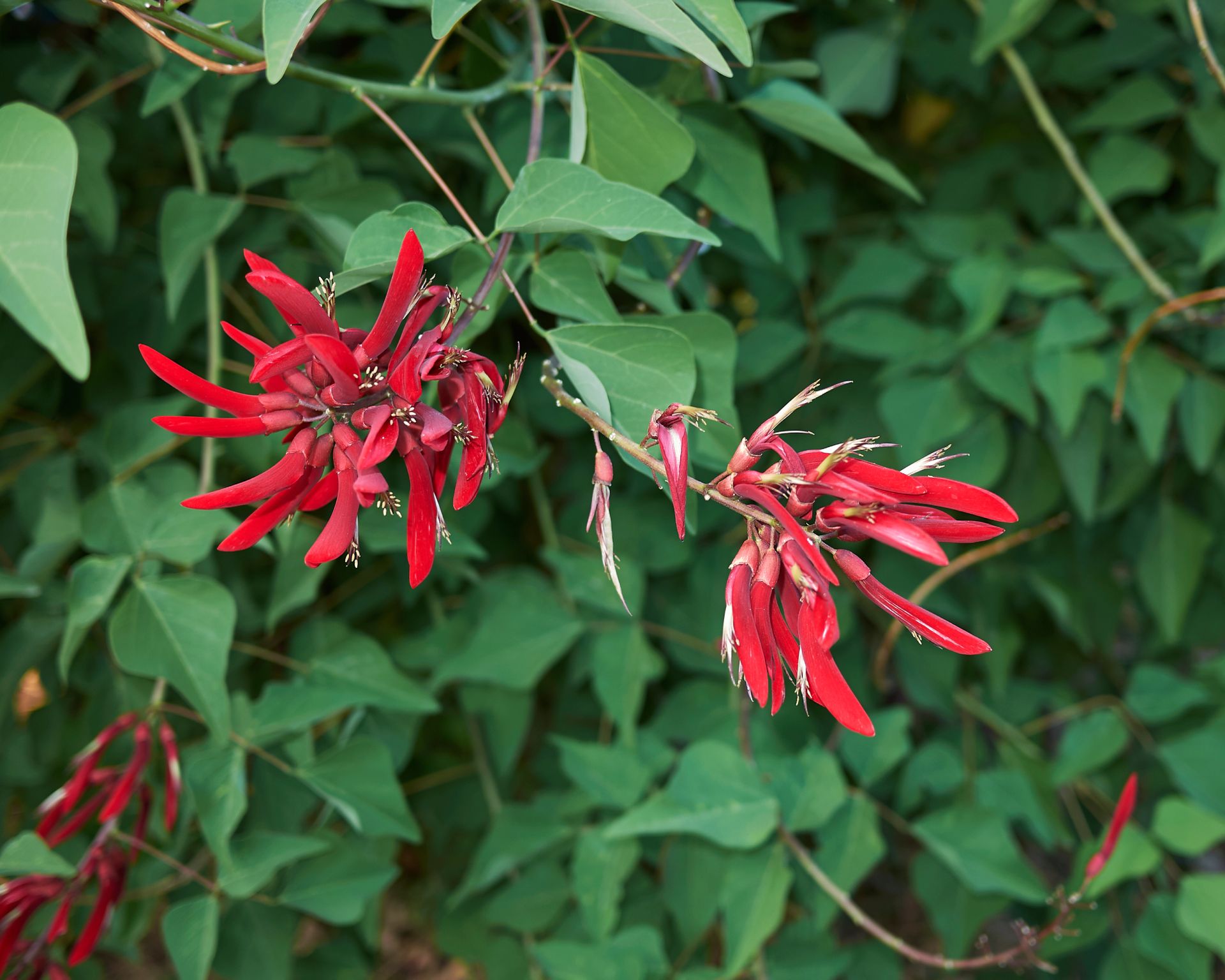 Red coral bean plant