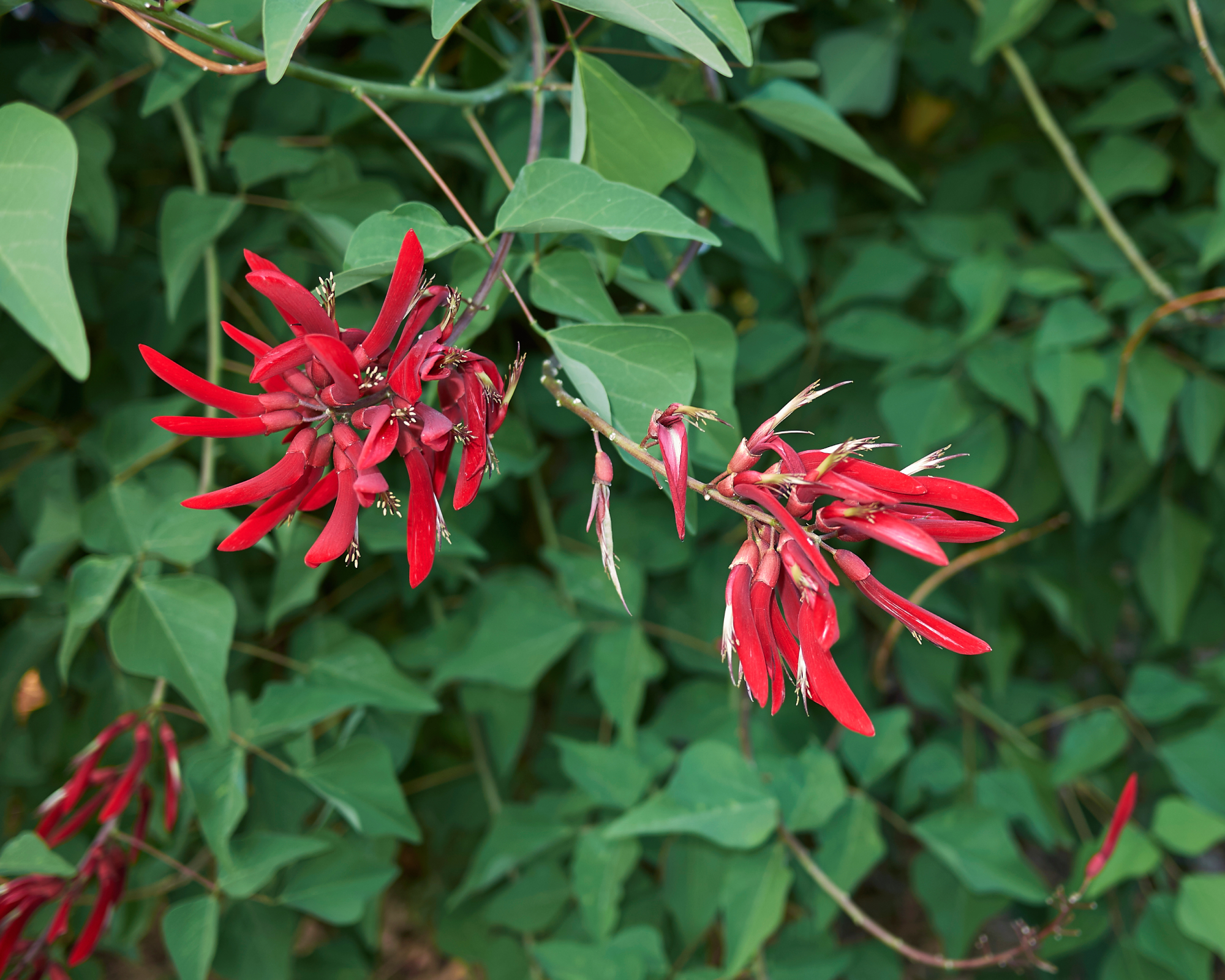 Red coral bean plant