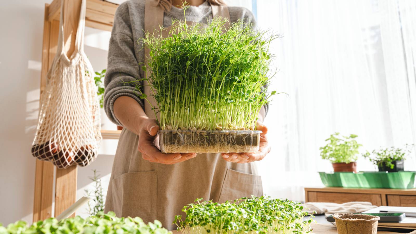 A woman holds a tray of tall microgreens