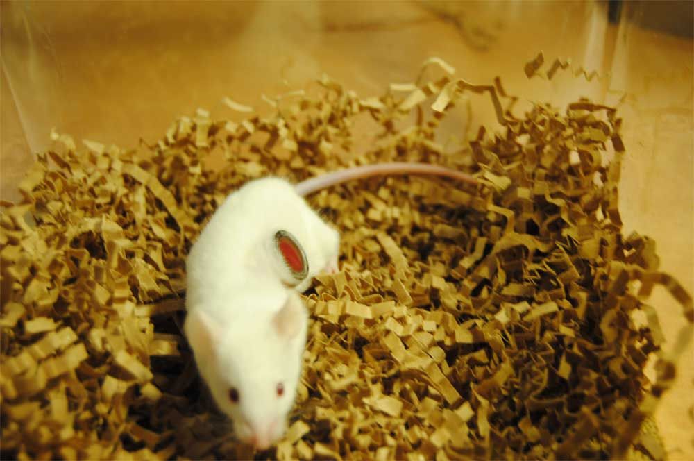 A mouse with a window surgically implanted in its belly.