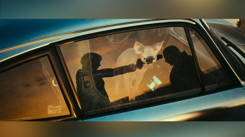 A cat standing on a seat inside a car witnesses an assassination happening just outside of the car. The assassination can be seen taking place in the reflection of the car window. 