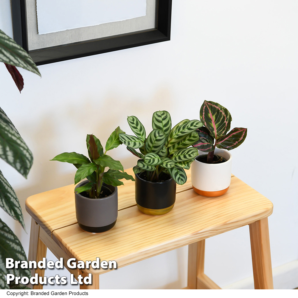 Calathea Makoyana Starter Mix