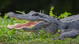 Alligator in Florida Everglades