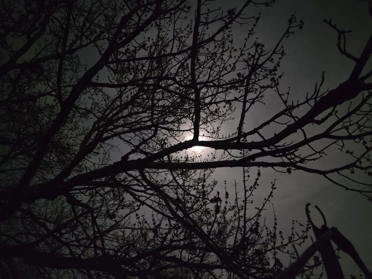 Samsung Galaxy S26 Ultra Standard Mode low light sample.