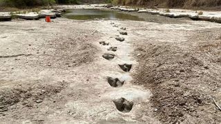 Tracks in Dinosaur Valley State Park, Texas