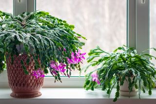 Two Christmas cactus plants on windowsill, one big, on small