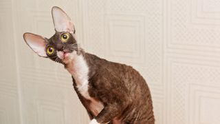 Cornish rex cat