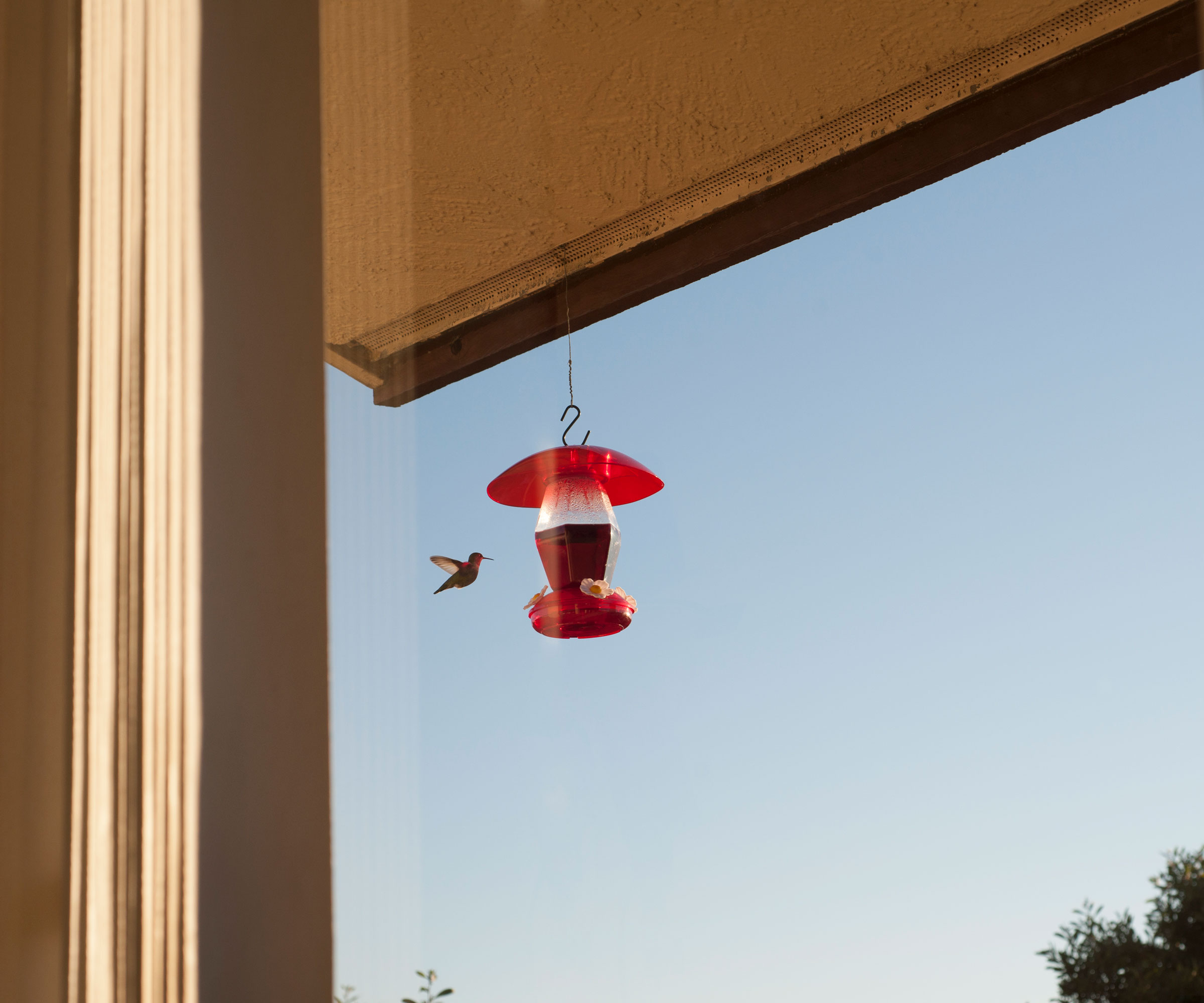 hummingbird near window feeding from red feeder hanging from balcony