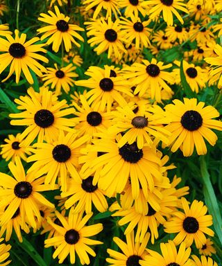 cottage garden xeriscaping with black eyed susan display