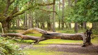 A large fallen tree snapped at the base of the trunk in the New Forest National Park, Hampshire, England
