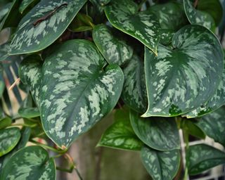 Satin Pothos plant close up of leaf detail