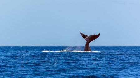 190111-whale.jpg